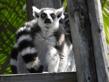 Portrait of cat sitting on wood in zoo