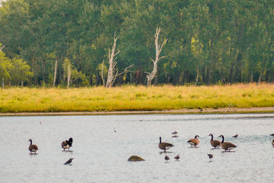 wildlife