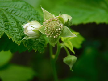 Close-up of white flowering plant