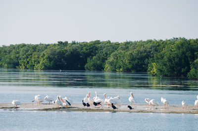 Pelicans in natural habitat at sanibel island national park