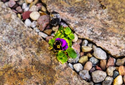 High angle view of purple flowering plant on rock