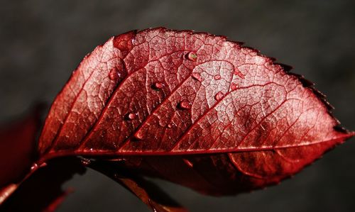 Close-up of wet leaf