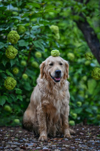 Portrait of dog sticking out tongue on land