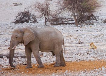 Elephants drinking water
