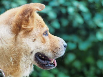 Close-up of dog looking away