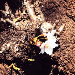 Close-up of white flowers blooming on tree