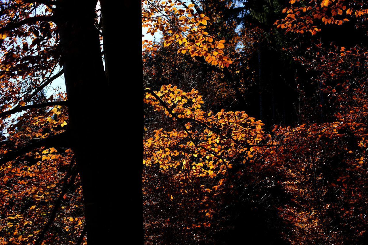 TREES IN AUTUMN