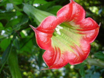 Close-up of red flowers