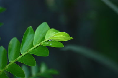 Close-up of water drops on plant leaves