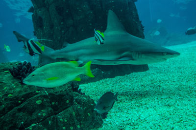 Fish swimming in sea