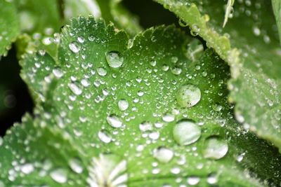 Close-up of water drops on leaves