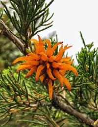 Close-up of orange flower tree