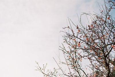 Low angle view of bare trees against sky