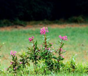 Close-up of pink flowering plants on field