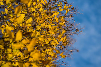 Yellow flowering plant against sky