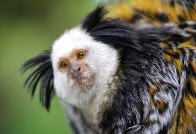 Close-up portrait of rabbit