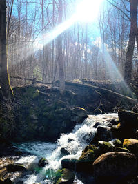 Sunlight streaming through trees in forest