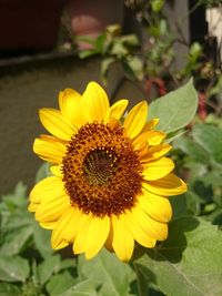 Close-up of sunflower