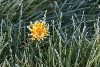 Close-up of yellow flower plants
