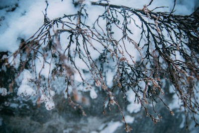 Close-up of tree branches during winter