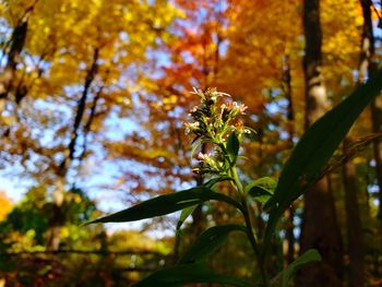 Close-up of flowering plant against trees