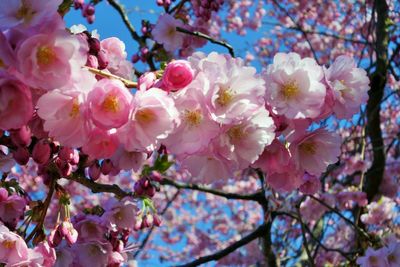 Pink blossoms on tree