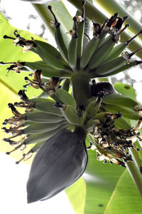 Close-up of fresh fruit on tree