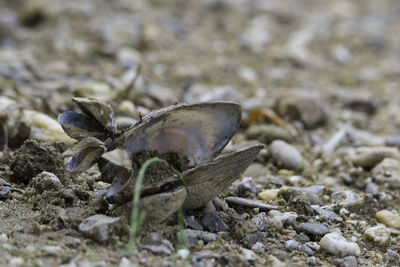 Close-up of lizard on sand at beach