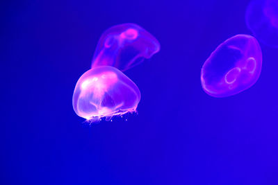 Close-up of jellyfish against blue sea