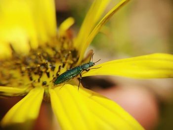 Close-up of insect on yellow flower