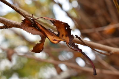 Close-up of dried leaves on branch