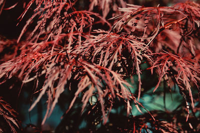 Close-up of dry leaves on plant