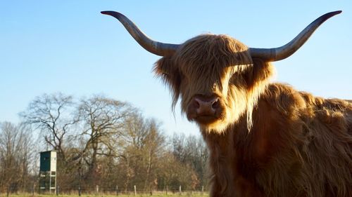 Portrait of a cattle against the sky