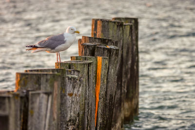 Seagull perching on wooden post