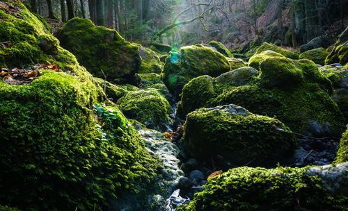 Trees in forest