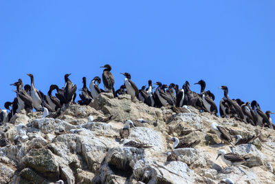 Flock of birds on rock against clear blue sky