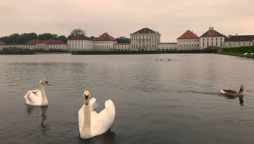 Swans swimming in lake