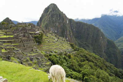 View of an animal on landscape