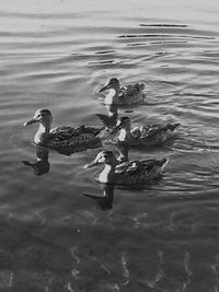 Birds in the lake