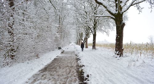 Road amidst bare trees during winter