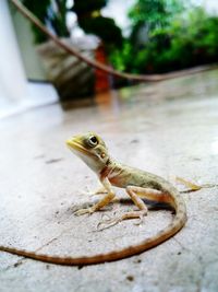 Close-up of lizard