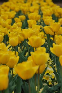 Close-up of yellow flowers