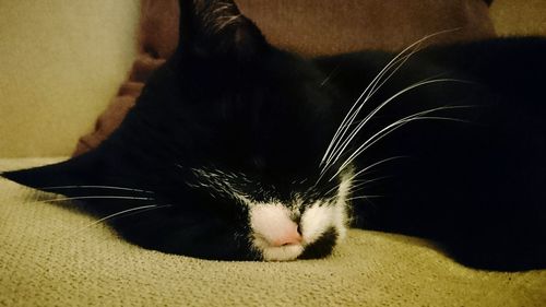 Close-up of cat relaxing at home