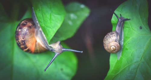 Close-up of snail on leaf