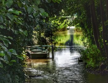 Scenic view of river in forest