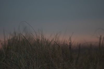 Close-up of grass on field against sky during sunset