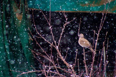 Close-up of bird in water