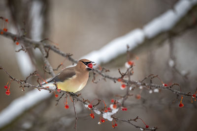 Bird perching on branch