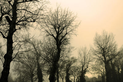 Low angle view of bare trees against sky