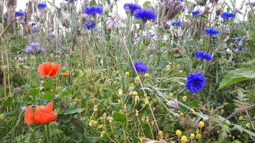 Close-up of purple flowering plants on field